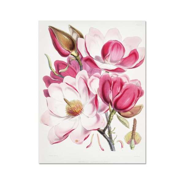 Campbell’s magnolia (Magnolia Campbellii) Flowers Arts Vale