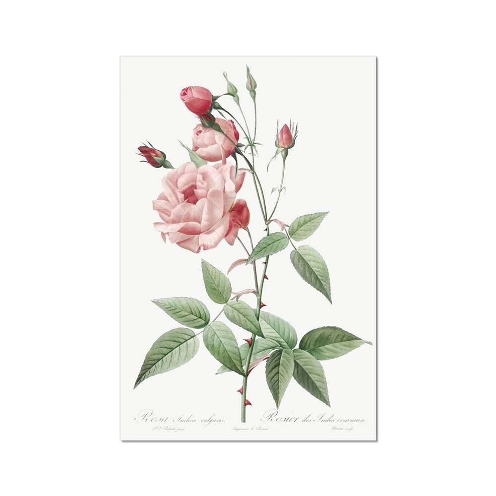 Old Blush China from Les Roses (1817–1824) by Pierre-Joseph Redouté Flowers Arts Vale 2