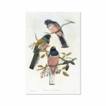 Trogan variegatus by John Gould and William Matthew Hart Art Arts Vale 7