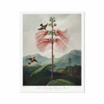 Large–Flowering Sensitive Plant from The Temple of Flora by Robert John Thornton Animals Arts Vale 7