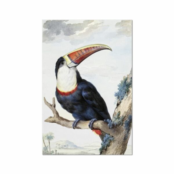 Red-billed Toucan painting by Aert Schouman Animals Arts Vale