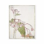 Begonia (1915) by Hannah Borger Overbeck Flowers Arts Vale 7