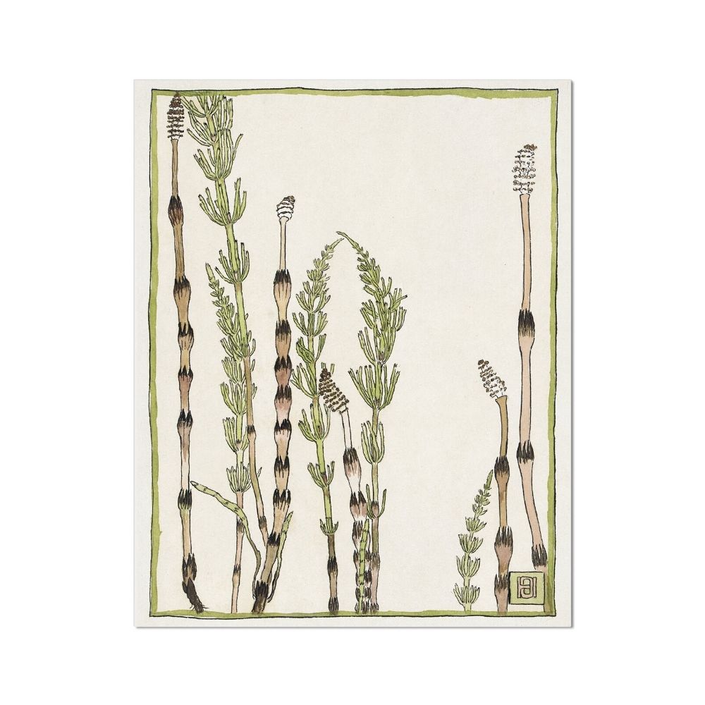 Horsetail (1915) by Hannah Borger Overbeck Flowers Arts Vale 4