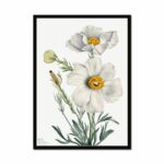 Matilija Poppy (Romneya coulteri) (1931) by Mary Vaux Walcott Art Arts Vale 7