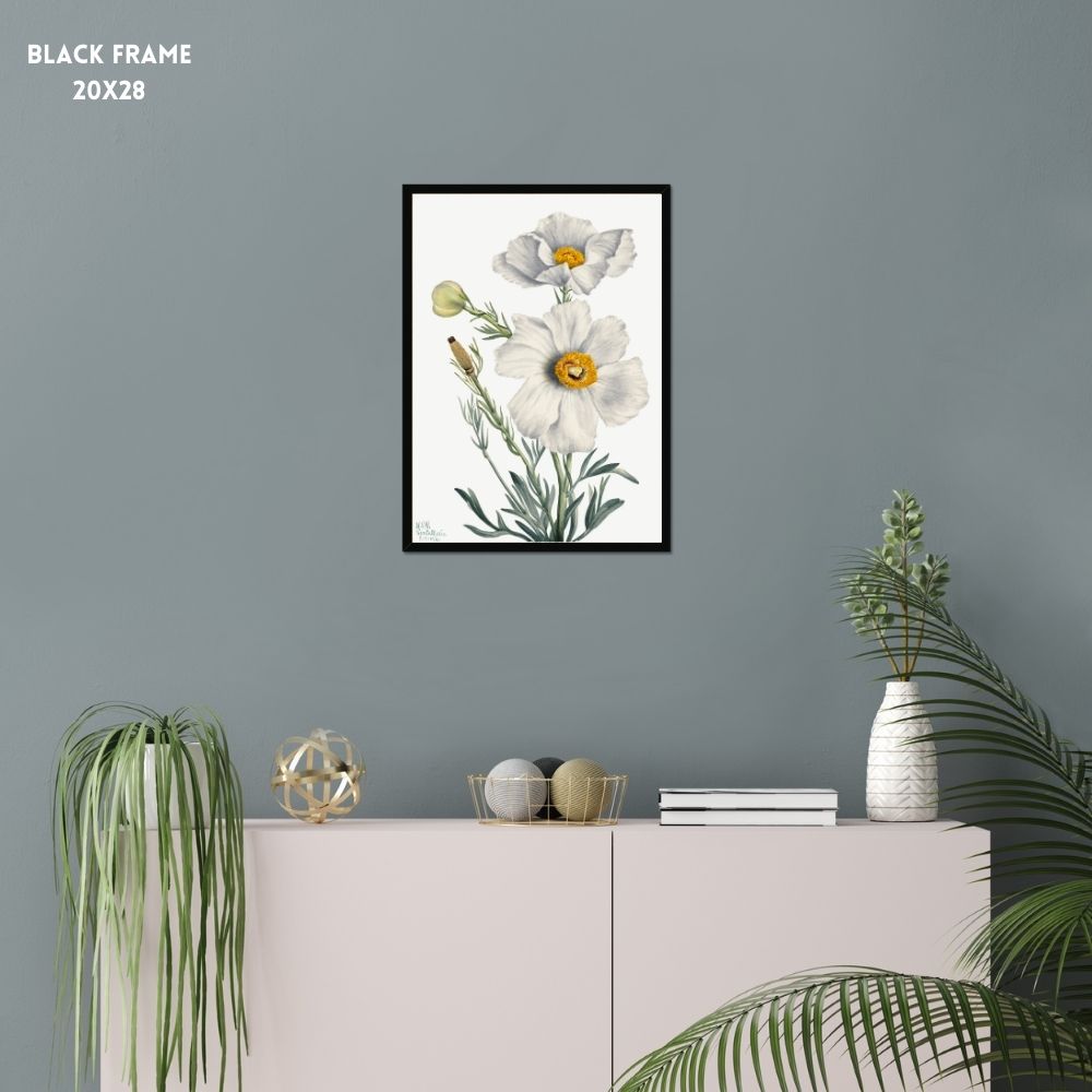 Matilija Poppy (Romneya coulteri) (1931) by Mary Vaux Walcott Art Arts Vale 5