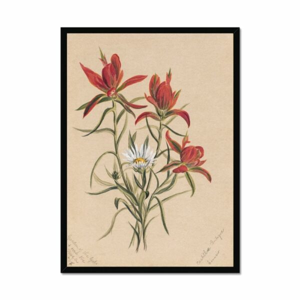 Indian Paintbrush (1883) by Mary Vaux Walcott Art Arts Vale