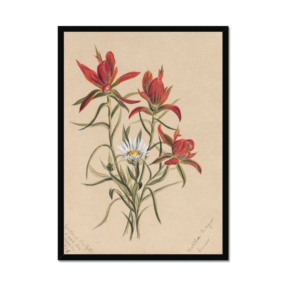 Indian Paintbrush (1883) by Mary Vaux Walcott Art Arts Vale 4